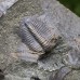 Lobocephalina emmrichi